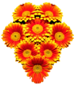 chrysanthemum08.gif