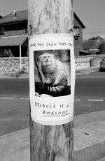 66_awesome_cat_poster.jpg