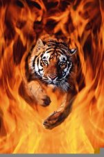tigerfire.jpg