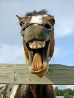 mr ed.jpg