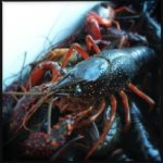 Bug-raw.jpg