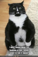 funny_pictures_cat_hates_what_he_sees.jpg