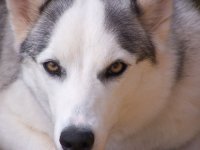 Shasta.jpg