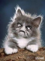 uglycat.jpg