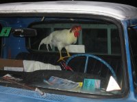 rooster1.jpg