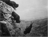 David_Wojnarowicz_buffalo.jpg