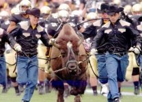 Ralphie__1_.jpg