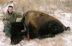 buffalo.jpg