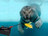 tiger_shock.jpg