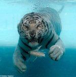 tiger_corn.jpg