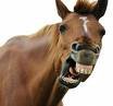 horseteeth.jpg