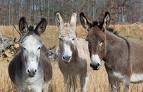 jackasses.jpg
