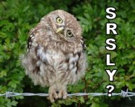 srsly.jpg