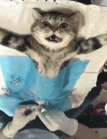 IMG_4420.GIF