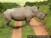 Rhino.gif