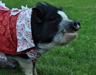 032111-pig-630.jpg
