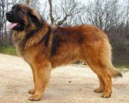 leonberger_03a.jpg