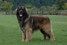 tmb_leonberger.jpg