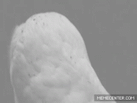 Eagle Shock Look.gif