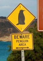 38 P-p-p-penguins.jpg