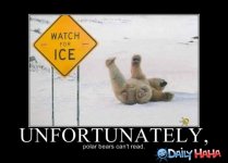 polar-bears-cant-read.jpg