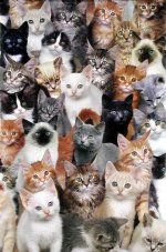 cats.jpg