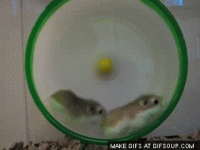 23B627B6-00B4-4D42-B385-DCBB89FE655B.gif