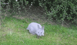 C6AE76F1-04F9-49D9-A5C8-7AFB04CA2D78.gif