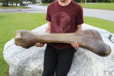femur.jpg