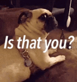 is-that-you-pug.gif