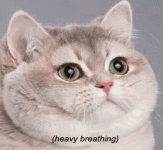 received_10103712896497623.gif