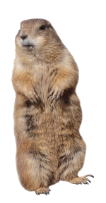gopher-control.png