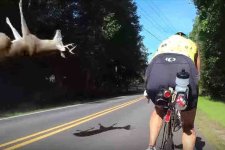....Flying Deer.jpg