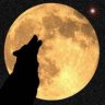 lonewolf