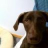 RexIsMyDogg