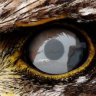 Eaglecrazy4