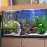 AquariumGuy