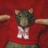 Husker Rat