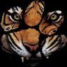 cutiger250