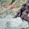 captain_sasquatch