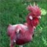 chickenheart