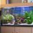 AquariumGuy