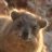 Whistlepig