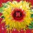 SunflowerHusker