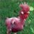 chickenheart