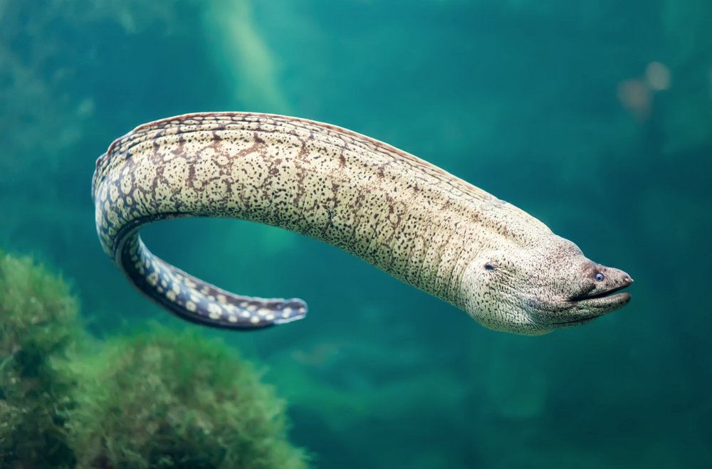 eel.thumb.jpeg.f6e68cae35f61eed937e94c3f9c31e52.jpeg